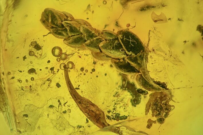 Detailed Fossil Thuja Twig (Pinales) and Leaf in Baltic Amber #234487